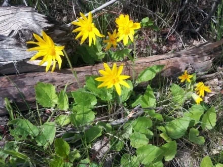 Heart-leaved Arnica plants flowering in the wild