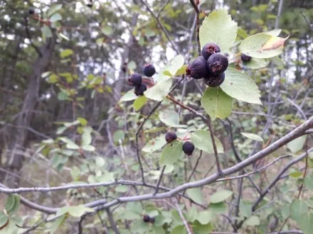 A close-up of ripe-looking, wild berries growing on a twiggy branch