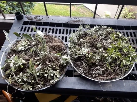 A pair of plates, loaded with assorted plant trimmings, sit on table on a porch.
