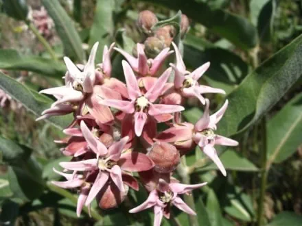 A close-up of the star-like flowers of a Showy Milkweed plant
