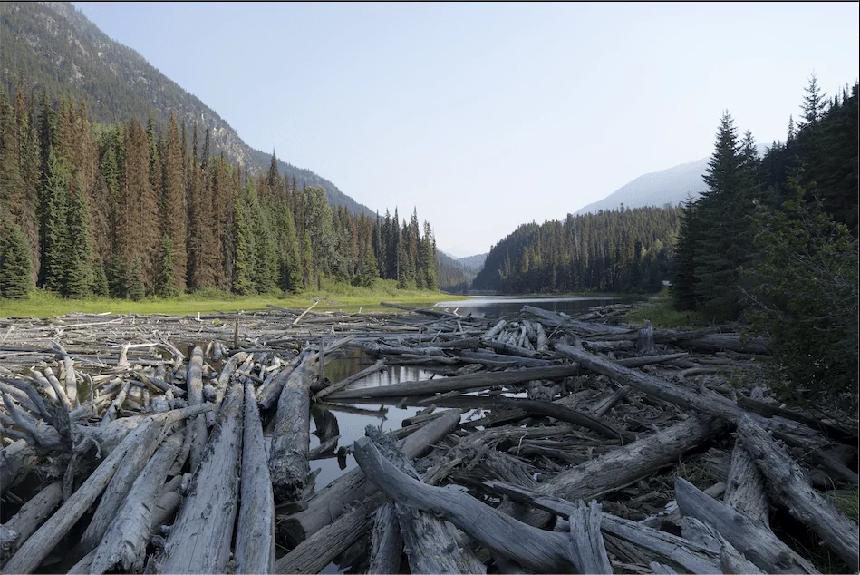 A waterway, with a forested shoreline, clogged with many old logs.