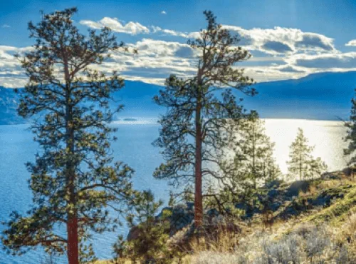 Ponderosa pines on a steep slope above Okanagan Lake