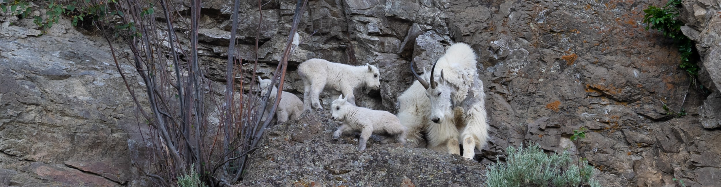 A mountain goat nanny and three kids on a rock face near Summerland, BC