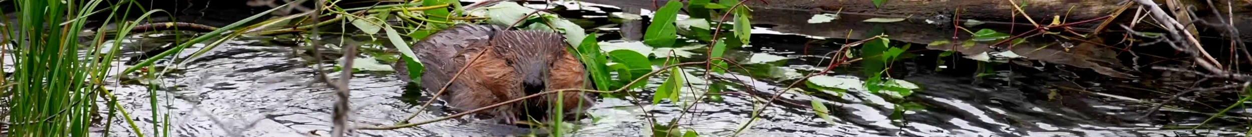 A beaver sits in water, surrounded by brush and weeds