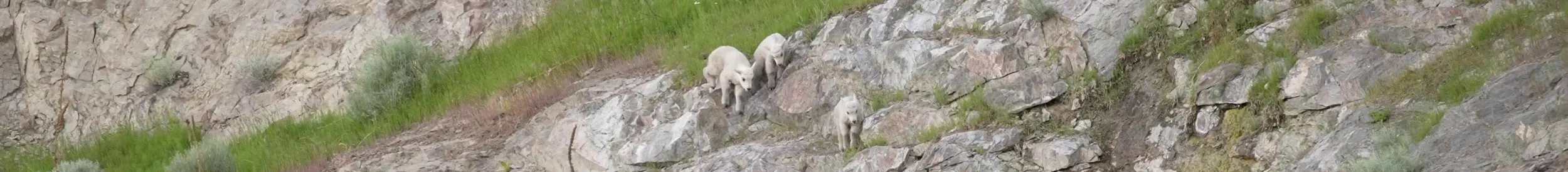 A trio of young mountain goats clamber across a rocky hillside