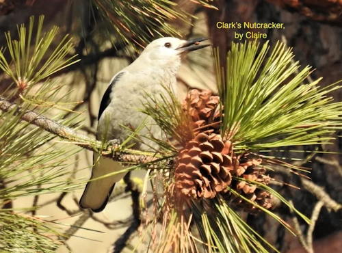 Clark's Nutcracker bird sitting on a pine tree branch near some pinecones