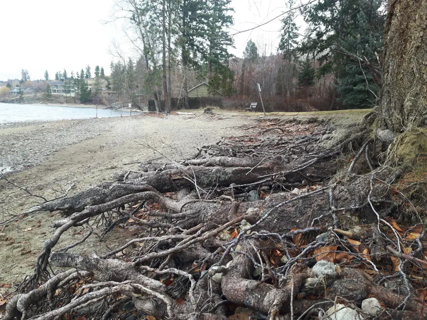 Tree roots exposed and other shoreline damage after flooding at Bertram Creek
