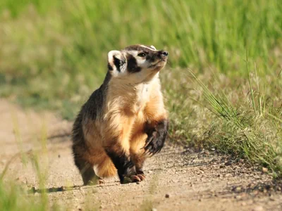 A badger walking on a gravel road