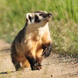 A badger walking on the edge of a gravel trail or road