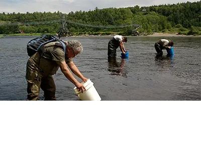 People in hip-waders are in shallow water up to just below their knees are filling big plastic buckets with water (Original source: https://www.dfo-mpo.gc.ca/species-especes/images/sara-lep/hsp-pih/cover.jpg)