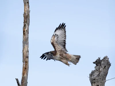 A hawk, wings spread wide, flies near dead branches and trees, beneath a clear sky