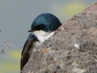 A bluebird peeks out from behind a large rock above Walroy Lake.