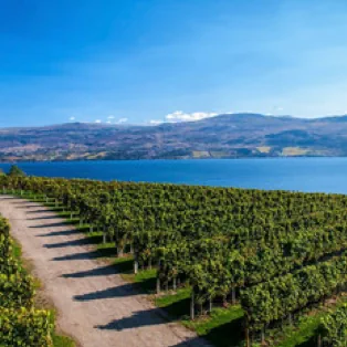 South Okanagan Lake with orchard rows in the foreground