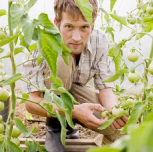A man in a garden, examining green tomatoes