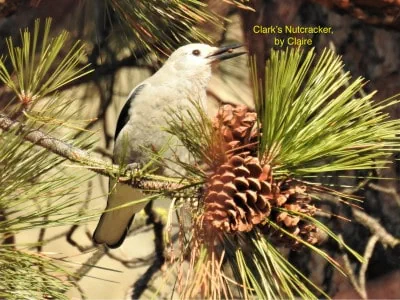 Clark's Nutcracker bird sitting on a pine tree branch near some pinecones