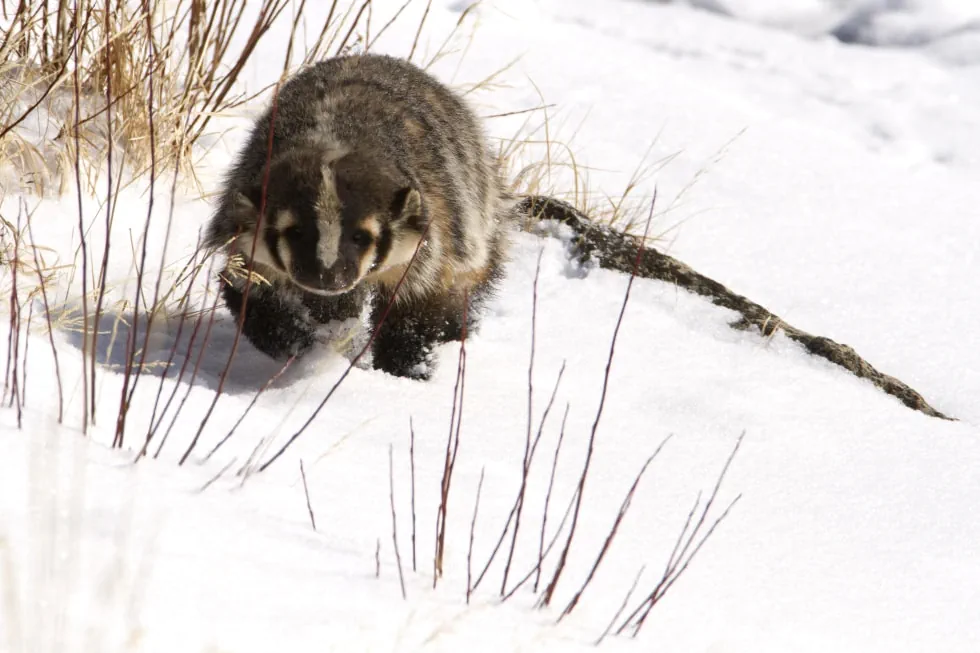 A young badger approaches over snow. Photo by Meg Sommers.