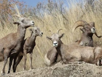 A group of four bighorn sheep, one ram, two ewes and a lamb, basking in the sun.