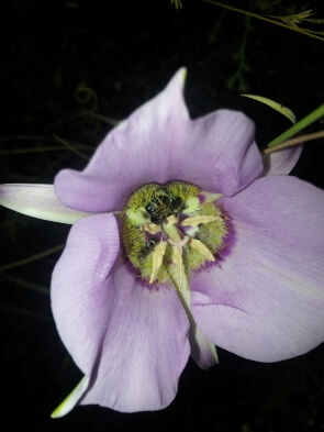 Pollinating flower