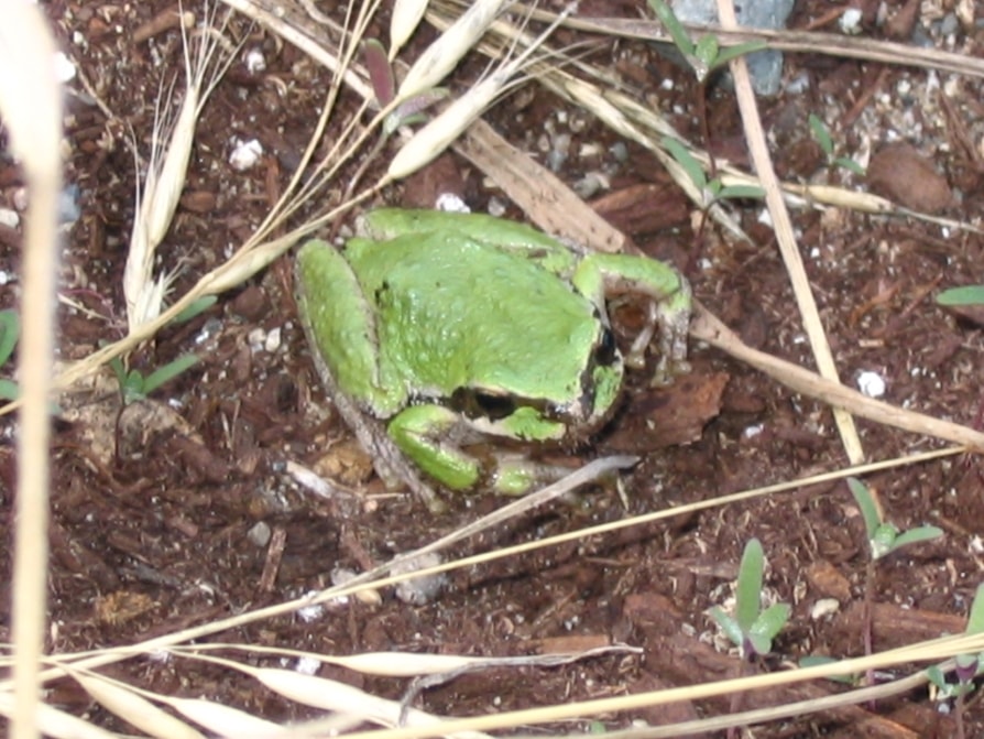 Close up of a small green frog