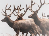 A herd of elk.