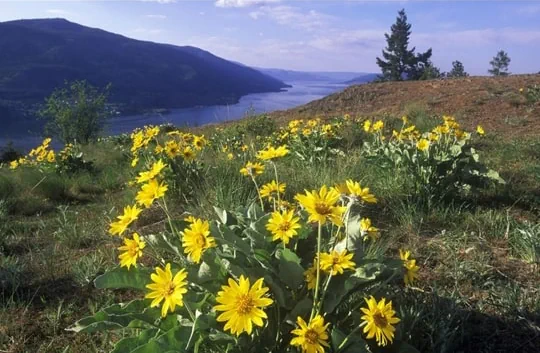 Flowers on a ridge above Okanagan Lake