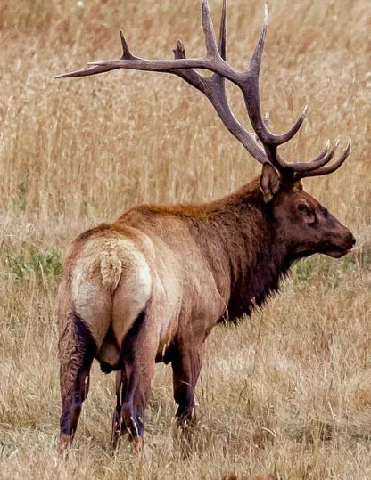 Elk in the grasslands