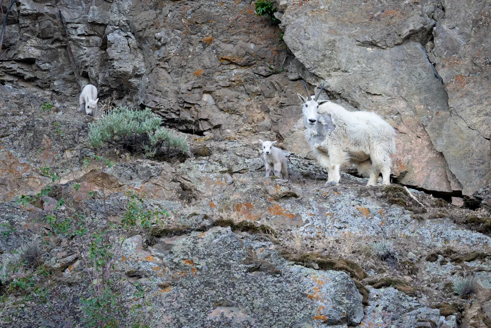 A mountain goat and two kids on a rocky height near Summerland BC. Credit: Paul Cotton Films