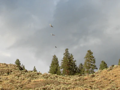 Three eagles fly side by side above a ridge above Okanagan Lake in Okanagan Mountain Provincial Park