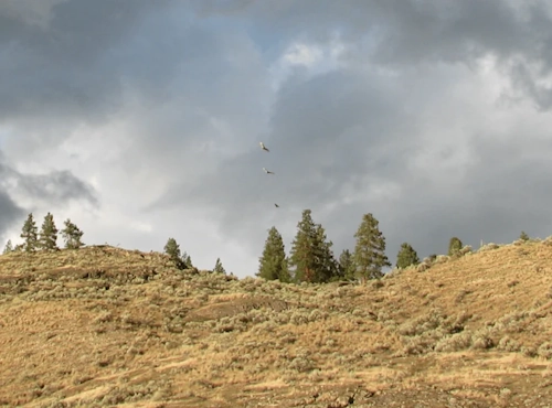 Three eagles fly side by side above a ridge above Okanagan Lake in Okanagan Mountain Provincial Park.