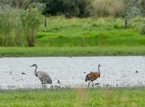 Sandhill herons stand near the grassy shoreline of a stream, while ducks swim in the water.