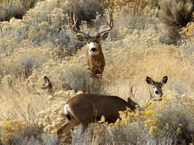 A group of deer, a buck, doe and two fawns, in flowering sagebrush