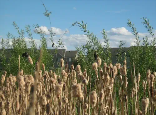 Birds on bullrushes in an Okanagan wetland with houses in the background. Photo Credit: Susan Latimer.