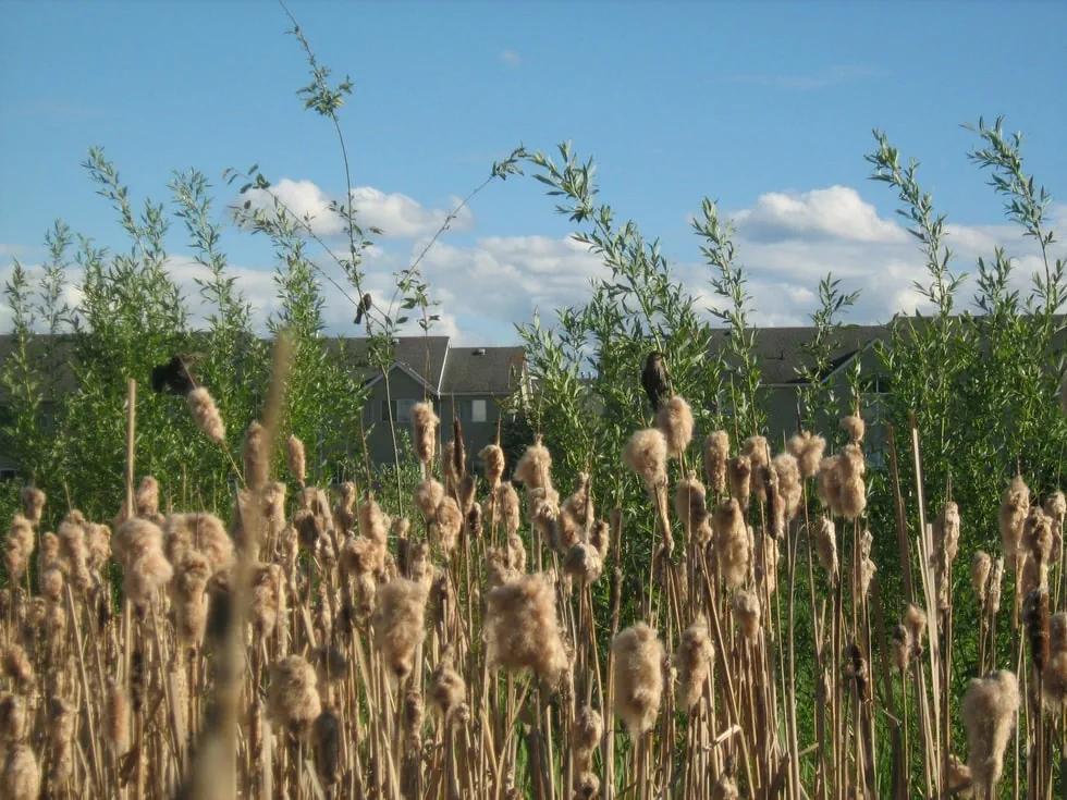 Birds on bullrushes in an Okanagan wetland with houses in the background
